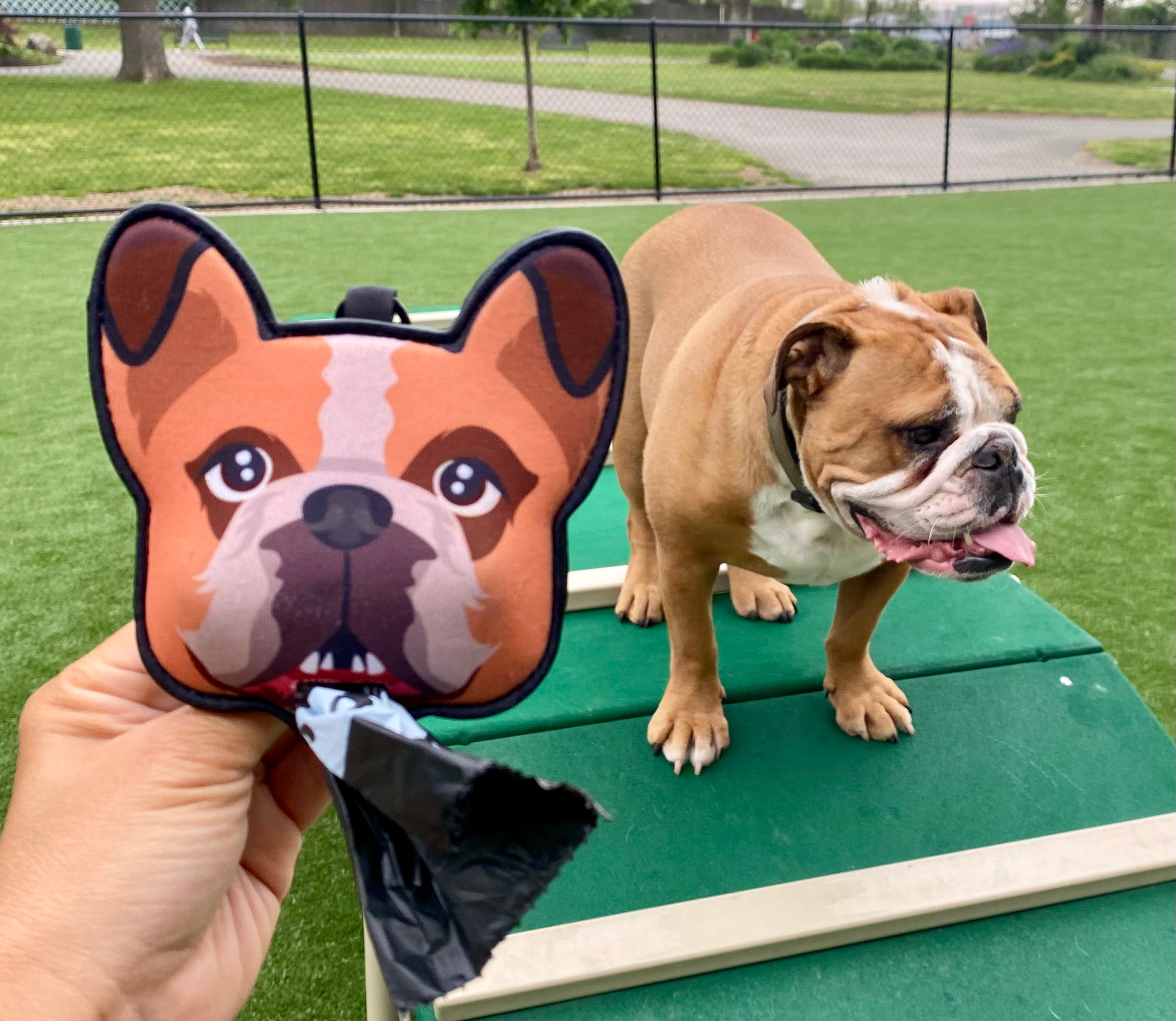 Rocky — English Bulldog
